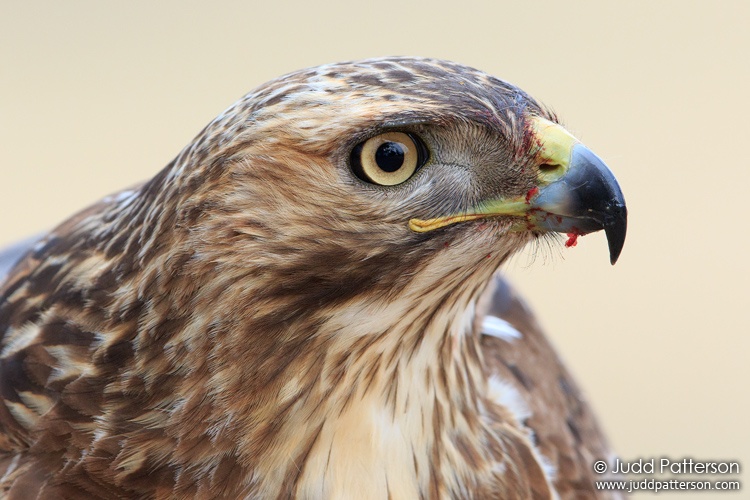 Red-tailed Hawk, McPherson County, Kansas, United States